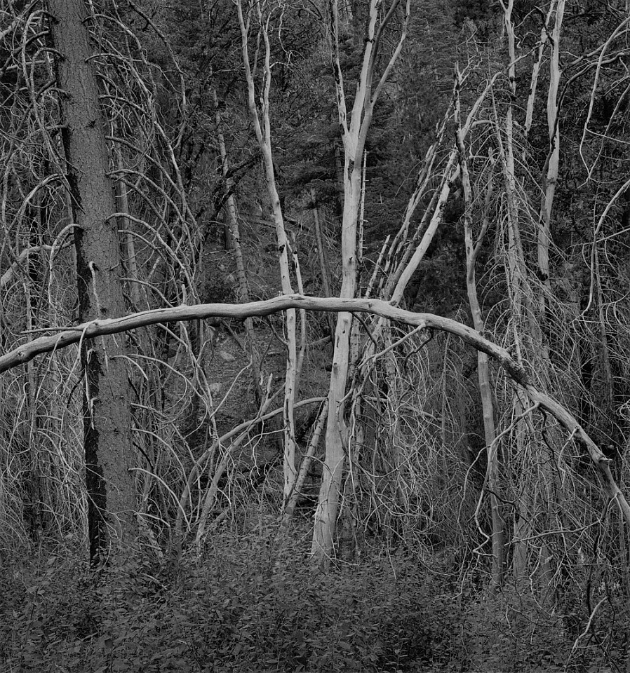 Mariana COOK, Trees in Brush, Yosemite, California
2017, Gelatin silver print, selenium toned