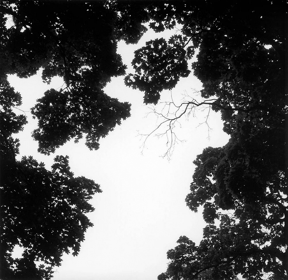 Mariana COOK, Trees in Sky, Purchase, New York
1999, Gelatin silver print, selenium toned