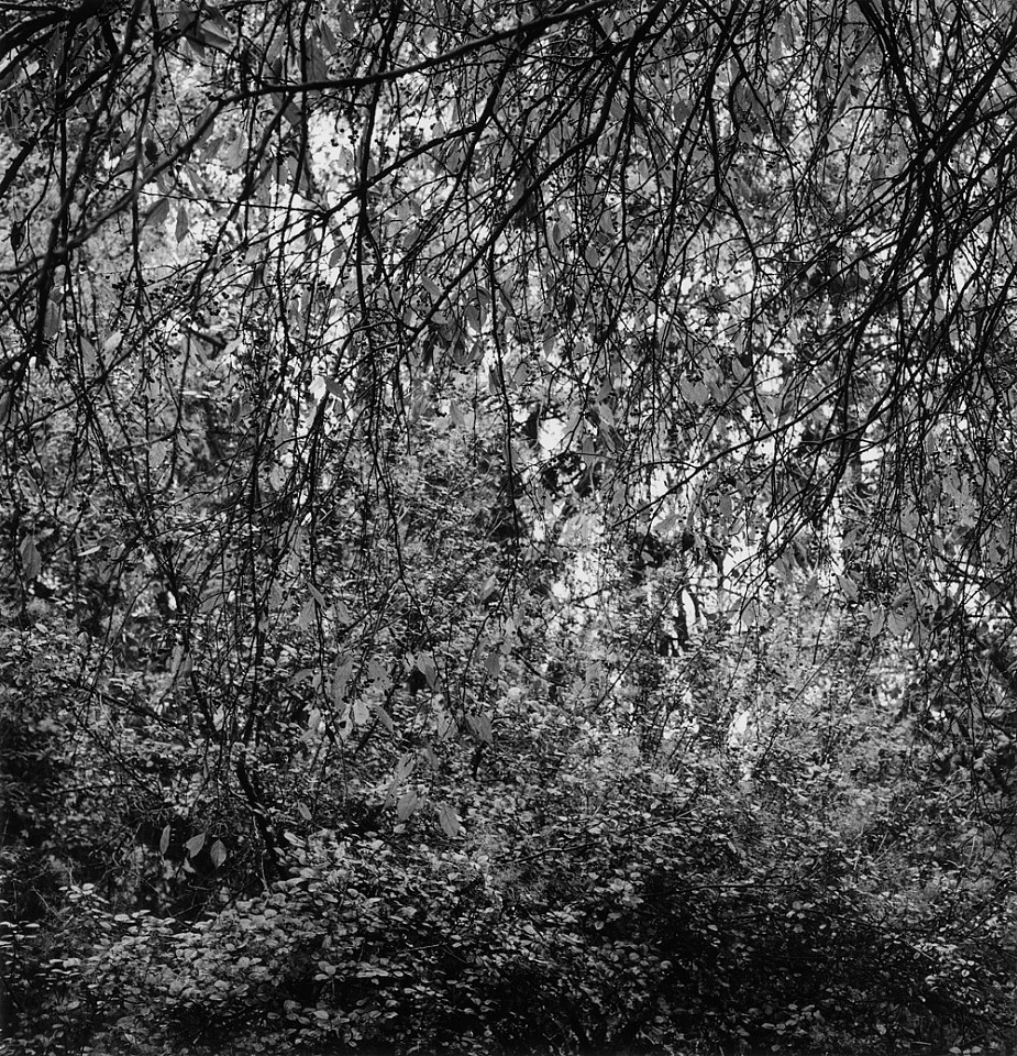 Mariana COOK, Trees, Whiskey Run Farm, Gambier, Ohio
2013, Gelatin silver print, selenium toned