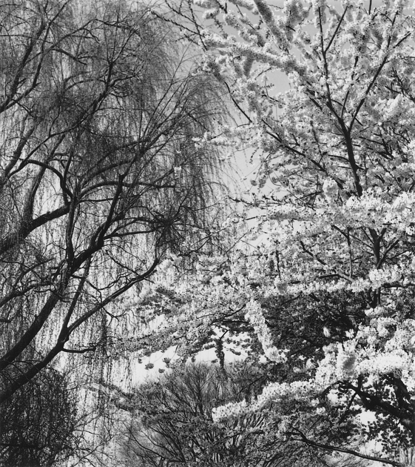 Mariana COOK, Weeping Willow and Cherry - Salix blanda and Prunus sp, East Hampton, New York
2002, Gelatin silver print, selenium toned